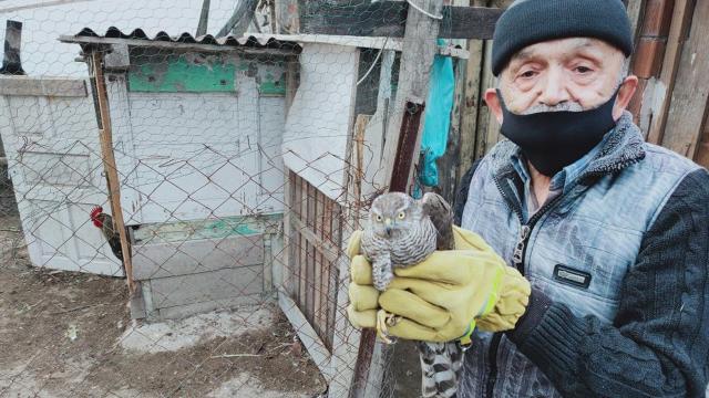 Kümese giren atmacayı horozun elinden güçlükle kurtardı