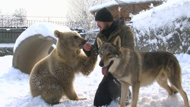 Çekmeköydeki hayvanat bahçesinde bozayı ve kurt bir arada büyüyor