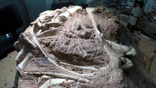 Arjantindeki dinozor fosili: Bilinen en büyük kara hayvanı olabilir