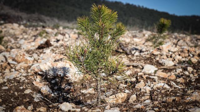 Madagaskarda 75 milyon ağaç dikilecek