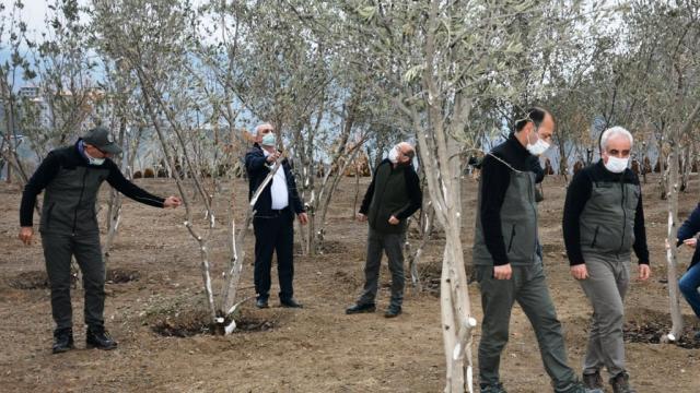 Yusufeli yeni yerleşim yerine taşınan 15 bin ağaç 111 dekar alana dikildi