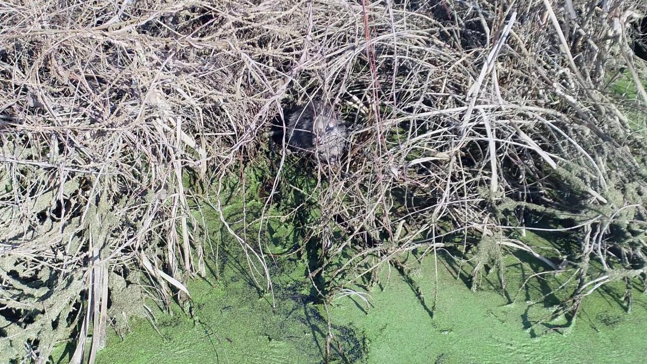 Tunca nehrinin Bulgaristan`da da taşkına neden olmasıyla anavatanı Güney Amerika olan yüzlerce su maymunu Edirne`ye geldi. 