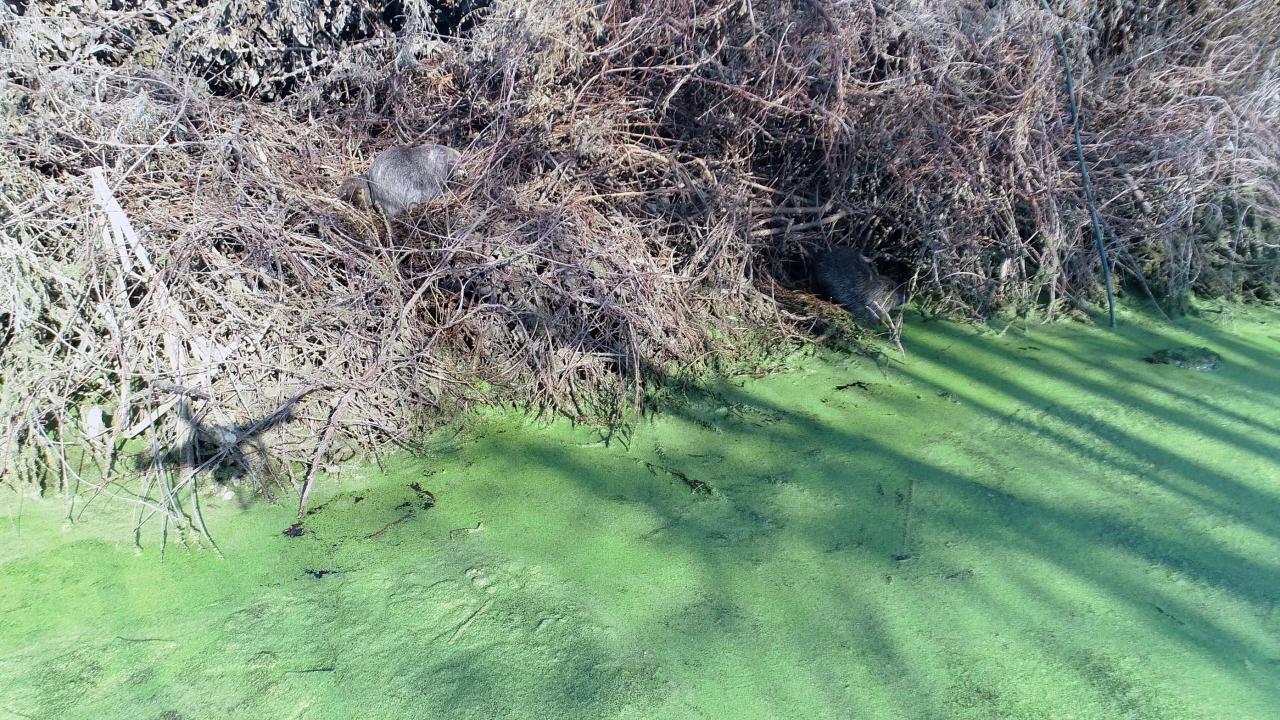 Geçen hafta etkili olan yağışlar, Tunca ve Meriç nehirlerinin taşmasına neden oldu. 