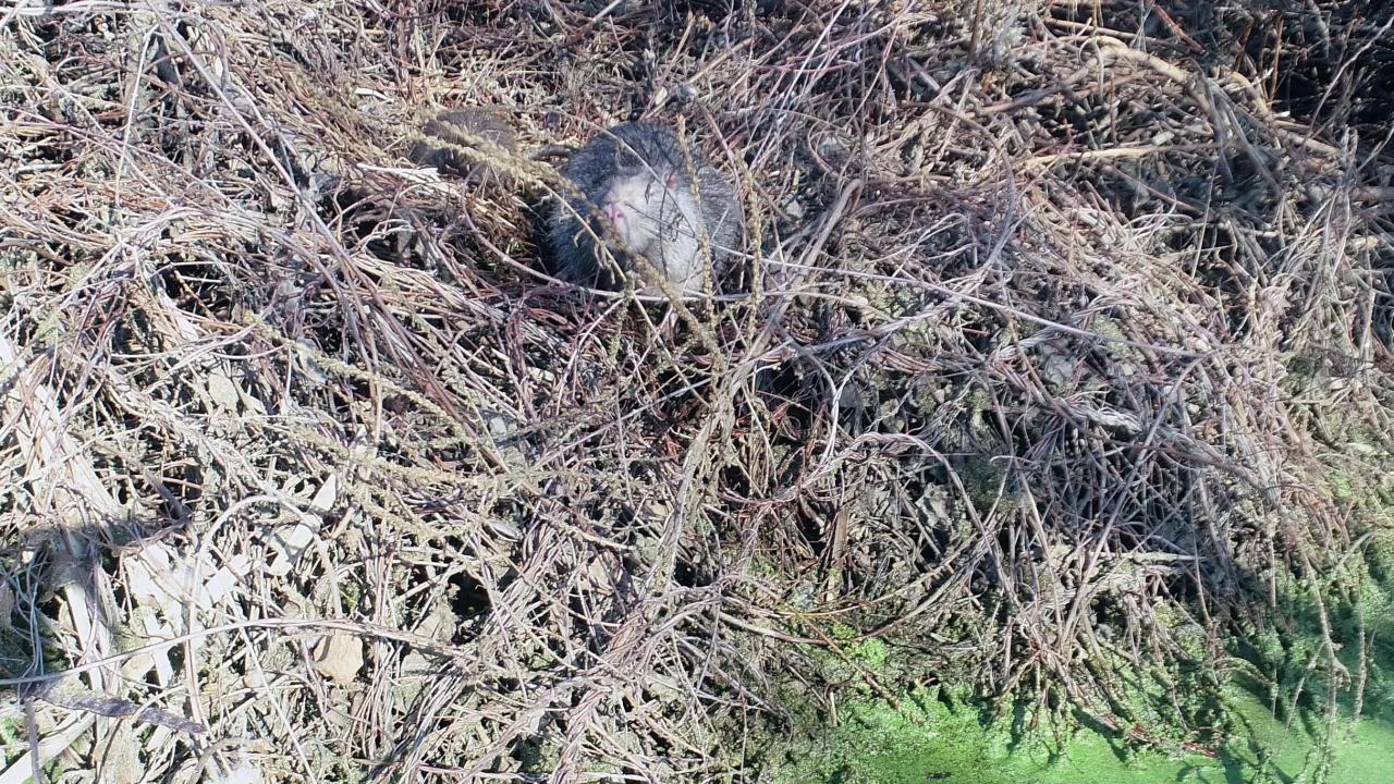 Her yıl su taşkınlarıyla kente gelen su maymunları, fotoğrafçıları ile belgeselcilerin büyük ilgisini çekiyor.