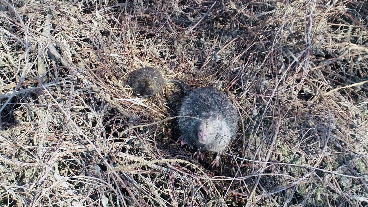 "İlk gördüğümde fare sandım"