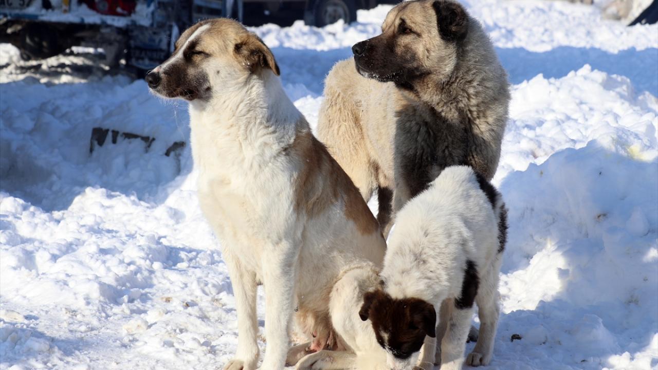 Ağrı`da sokak hayvanları da soğuktan etkilendi.
