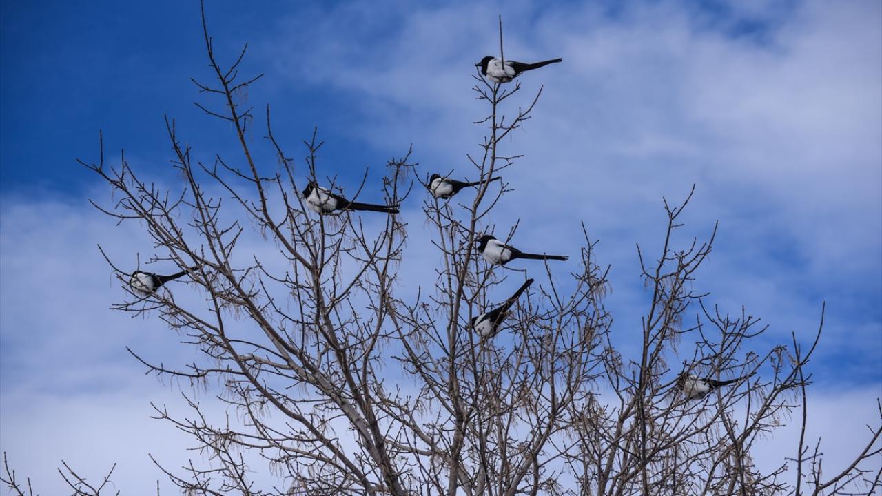 İlçenin beyaza bürünmesi yaban hayatını olumsuz etkiledi.