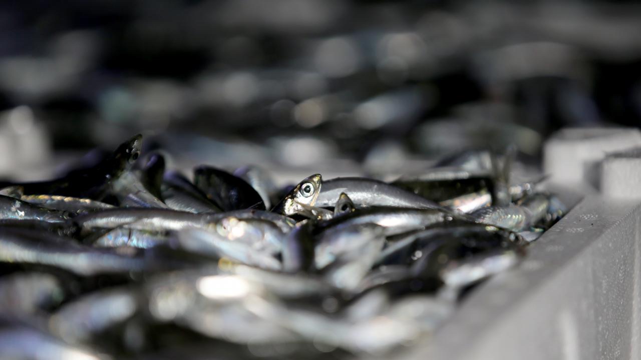 Balıkçı teknelerinde yoğun mesai yaşayan tayfalar, balığı limanda bekleyen kamyon ve tırlara yüklüyor.