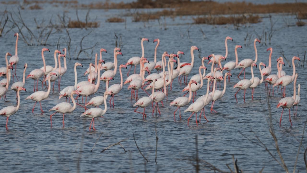 Yaklaşık 300`e yakın farklı kuş türünün gözlemlediği alanda kış hareketliliği yaşanıyor. 
