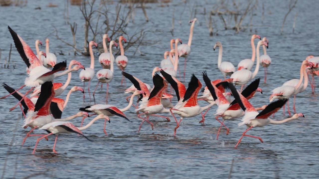 Bölgede yerleşik bulunan kuş türlerinin yanında, kuzeydeki soğuk ülkelerden göçen bazı kuş türleri de kış aylarında burada konaklıyor. 