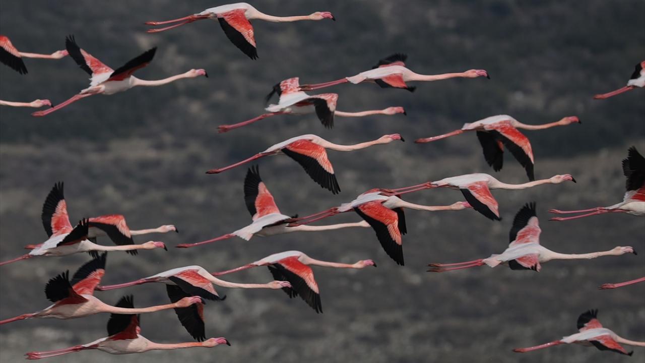 Flamingo, tepeli pelikan, ak balıkçıl, gri balıkçıl, yalı çapkını, karabatak gibi kuş türleri İzmir`in sıcak ikliminden faydalanıyor.