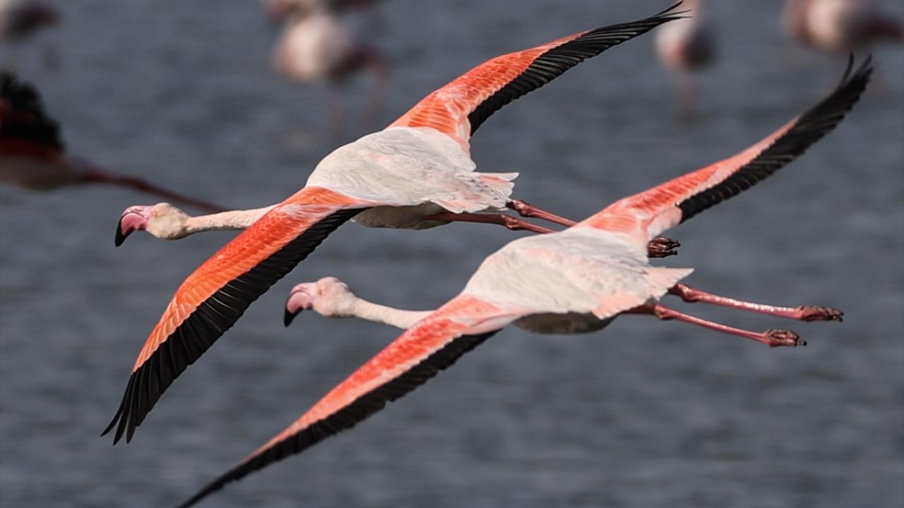 Gediz Delta`sı ayrıca flamingonun Tuz Gölü havzasından sonra Türkiye`deki ikinci üreme alanı olarak biliniyor.