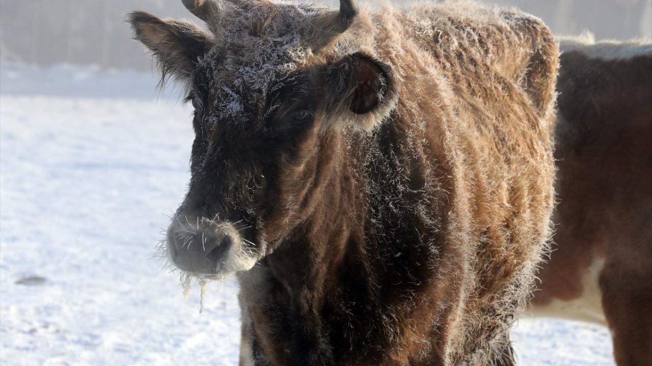 Ağrı`da satılmak için pazara getirilen hayvanların çenesi ve gözleri kırağı tuttu.