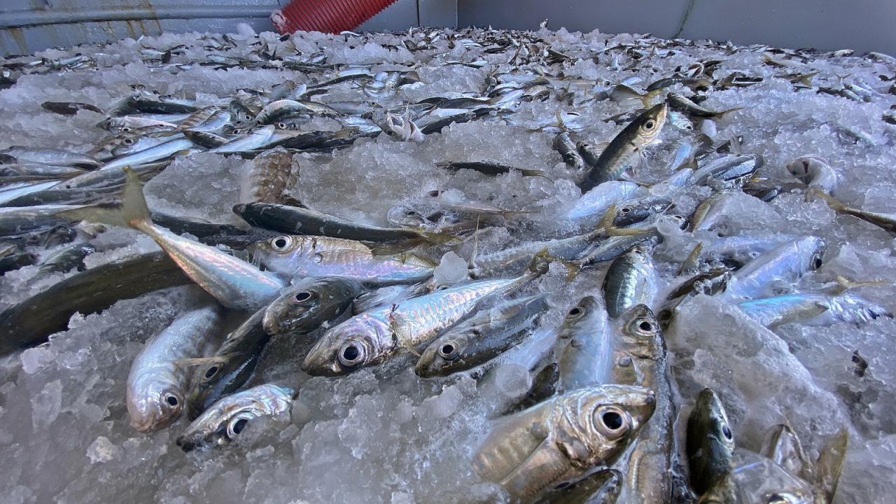 "Tüm balıkçılarımızdan av yasaklarına uymaları konusunda uyarıyorum"