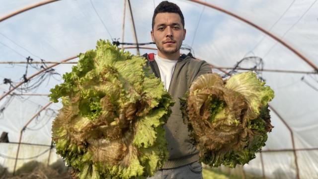 Sera bile soğuğa dayanamadı: çiftçilerin zararı büyük oldu