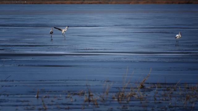 Flamingolar kurumaya yüz tutan gölü terk etmedi