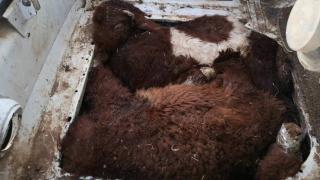 Kaçakçılardan kuzulara işkence: Ağızlarını bantlayıp motora sakladılar