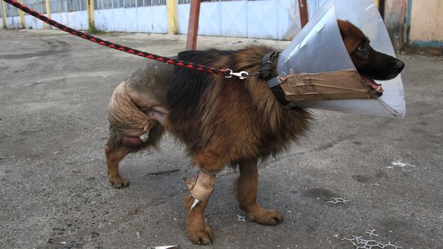 Kulübesinde bırakılan köpek bacağı kesik halde bulundu