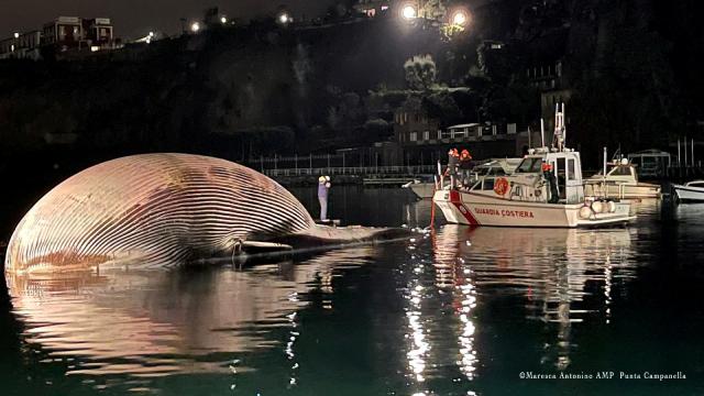 Ölü balina kıyıya vurdu: 70 ton ağırlığında