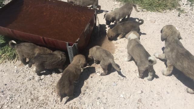 Çiftlik Belediye Başkanı Güzele "Köpek Köyü" çalışması nedeniyle uluslararası ödül
