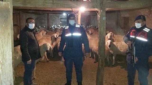 Yozgatta kaybolan 90 küçükbaş hayvanı jandarma buldu