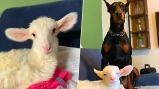 Kuzu Billy'nin yaşama mücadelesine hayvan dostlarından destek