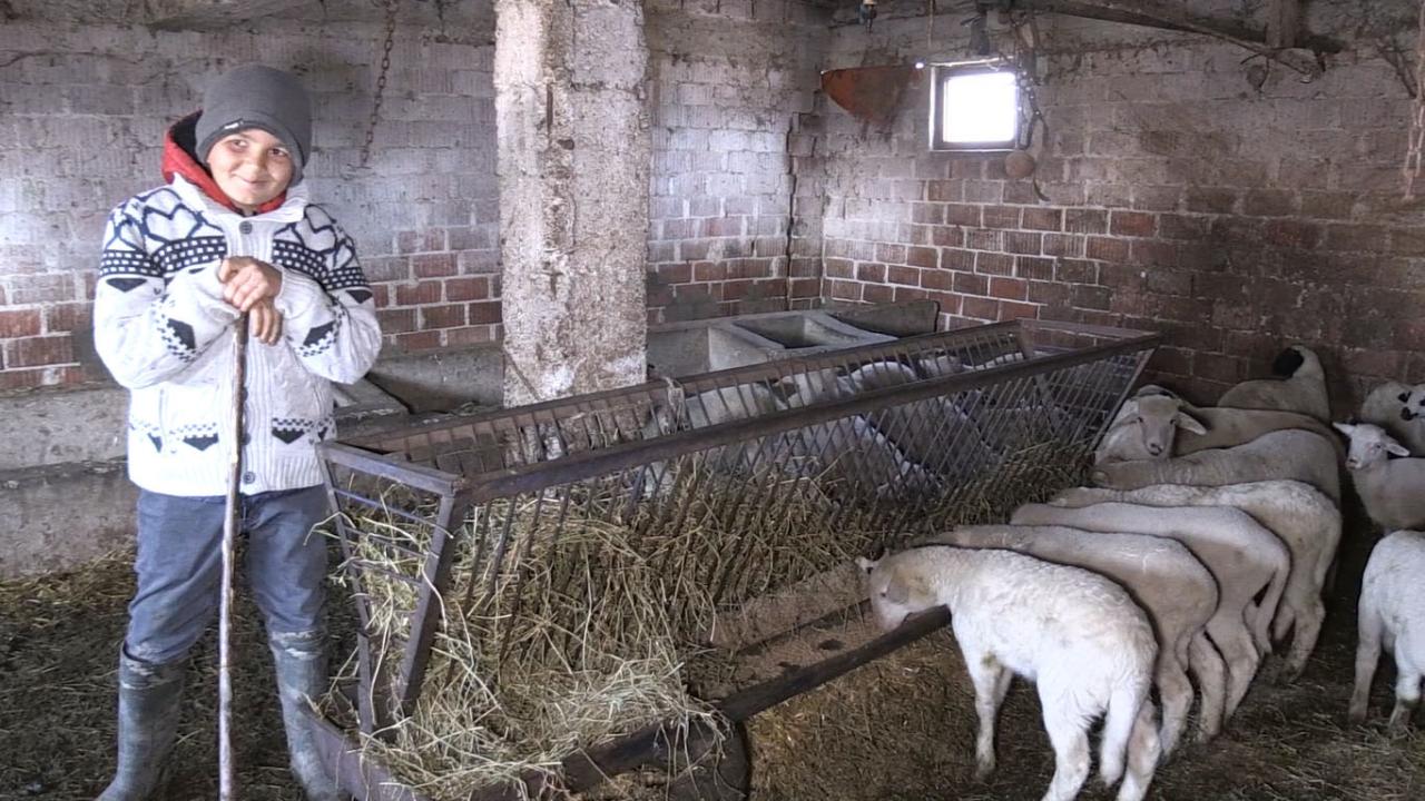 Sabah 06.00’da kalktığını ve günde 90 litre süt veren 98 küçükbaş hayvanla ilgilendiğini anlatan Savran,