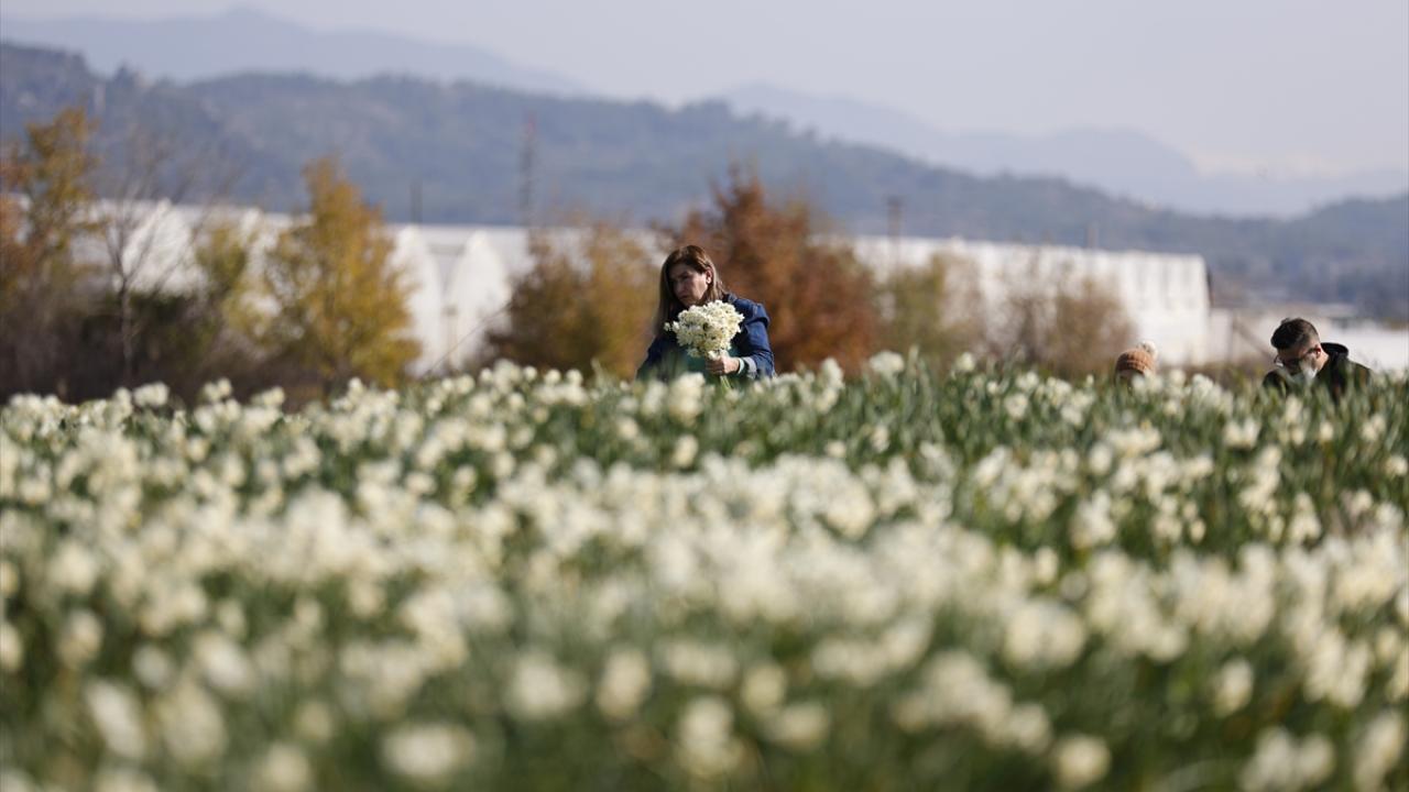 Aileleriyle nergis tarlalarına gelen vatandaşlar, demet demet çiçek toplayıp fotoğraf çektiriyor.
