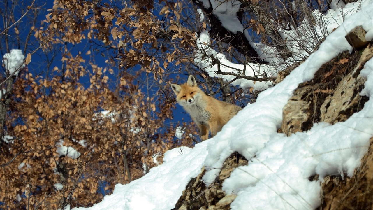 Zorlu kış şartlarının yaşandığı kentte yabani hayvanlar, karla kaplanan arazide yiyecek bulamayınca yerleşim yerlerine iniyor. 