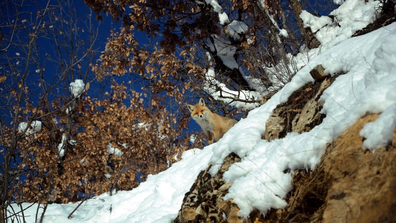 Hizan ilçesine bağlı Süttaşı köyü yakınlarında bir tilki yiyecek ararken görüntülendi.