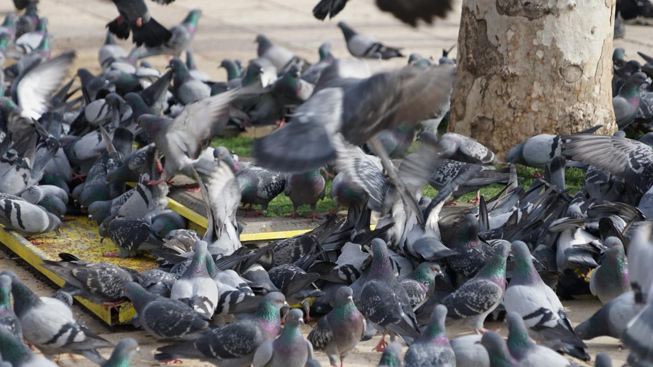 "400 kilogram mama bırakılıyor"