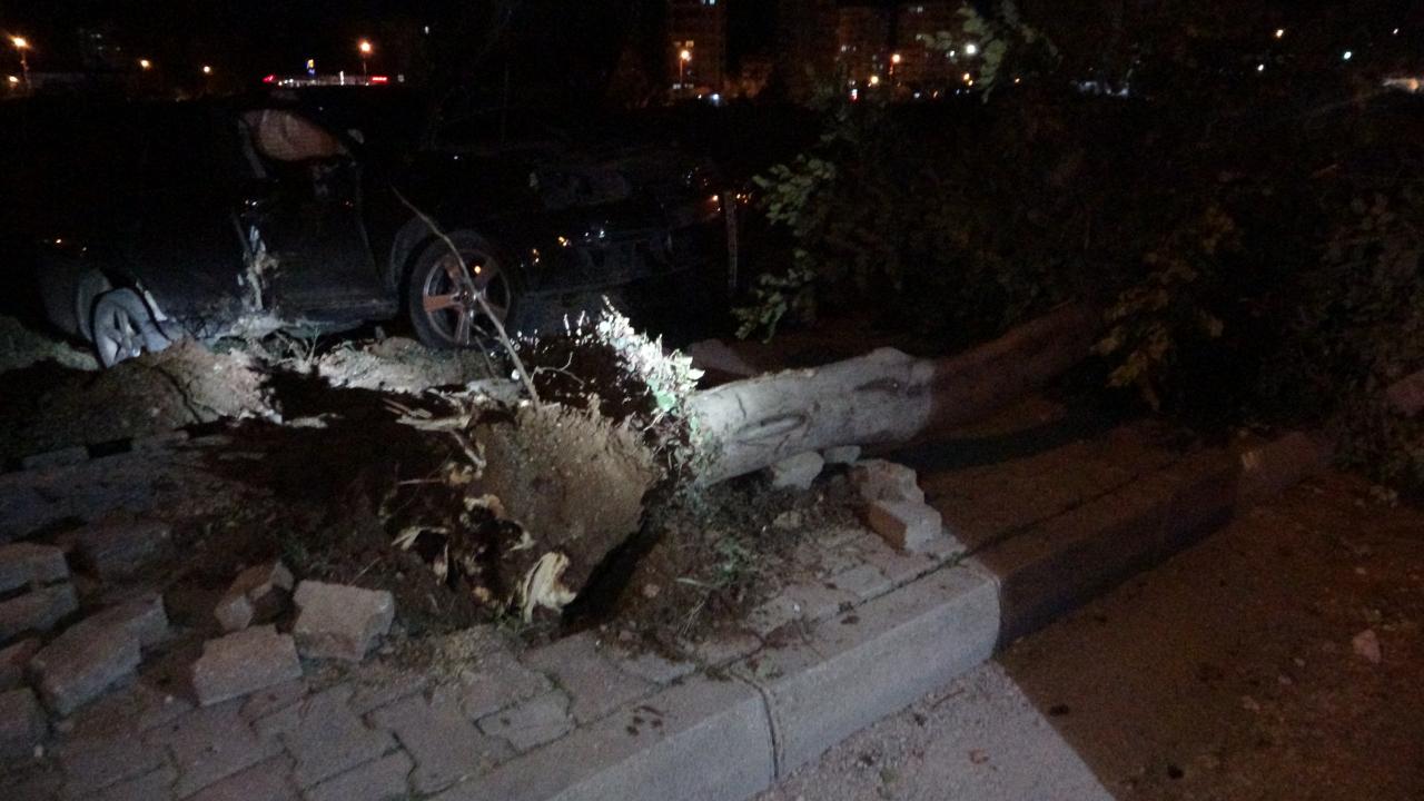 Adana'da aşırı süratli otomobil ağaçları devirdi