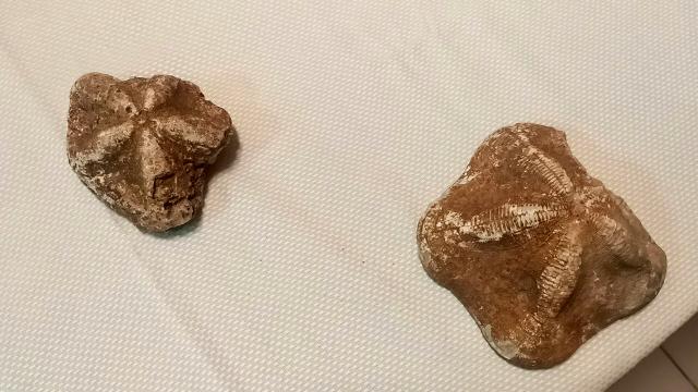 Çanakkalede 2 milyon yaşında 6 deniz yıldızı fosili ele geçirildi