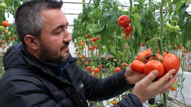 Jeotermalle ısıtılan seralarda üretilen "Simav Eynal domatesi" sofraları süslüyor