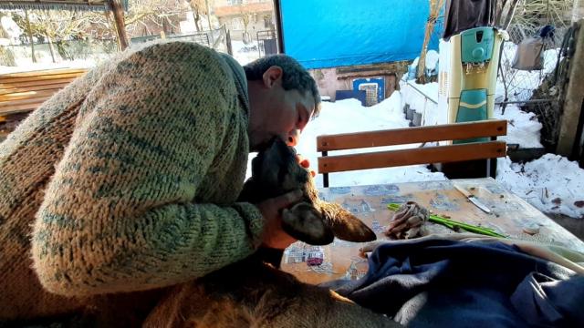 Yaralı karacayı hayata döndürmek için suni teneffüs ve kalp masajı yaptı