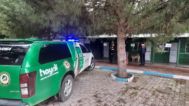 Köpeğe çarpıp kaçan sürücü jandarma ekiplerince yakalandı