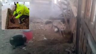 Hayvan sevgisi yürekleri ısıttı