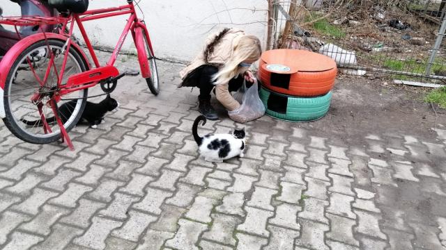 Eski araç lastikleri kedi evi oldu
