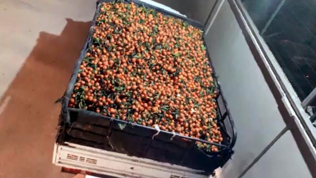 Narenciye bahçesinden 15 ton mandalina çalındı