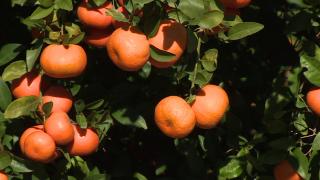 Narenciyenin genleri Adana’da korunuyor