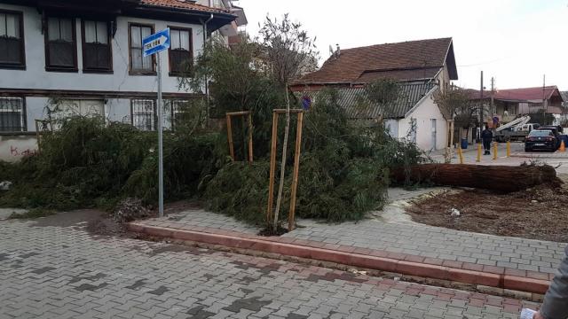 Sakaryada şiddetli rüzgar ağacı devirdi, faciadan dönüldü