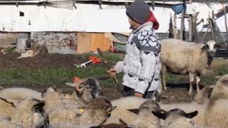 Çoban Şevki sosyal medyada viral oldu