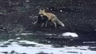 Tavuğunu götüren tilkiye seslendi: Afiyet olsun