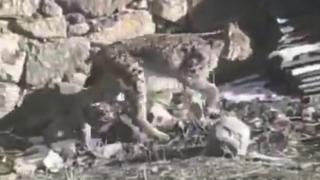 Aç kalan vaşak ilçe merkezine indi