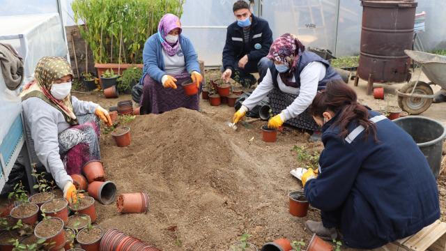 Çiftlikköy Belediyesi, seralarında ürettiği peyzaj bitkileriyle ilçeye renk katıyor