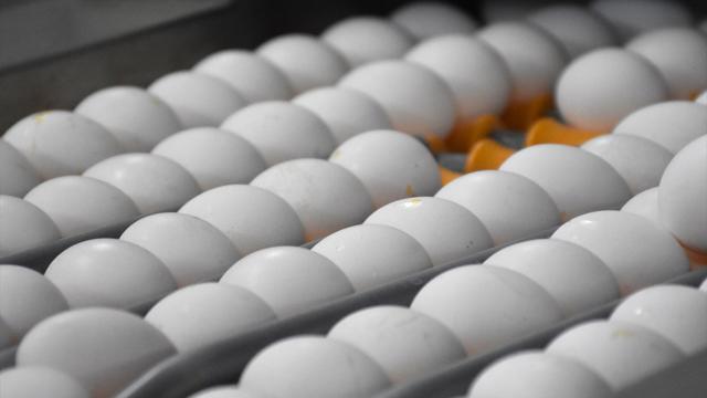 Afyonkarahisardan 32,6 milyon dolarlık yumurta ihracatı