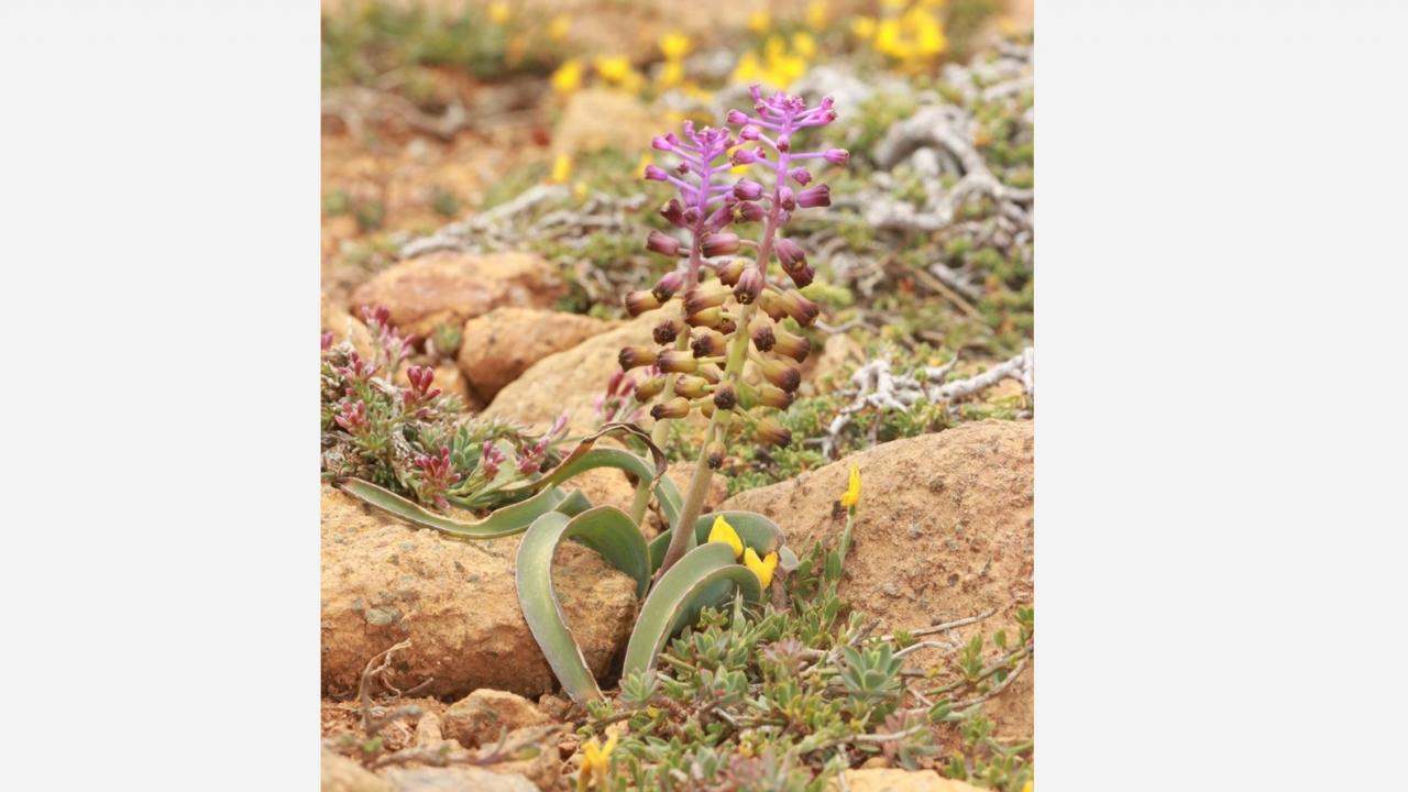 "Koruma altına alınmalı"