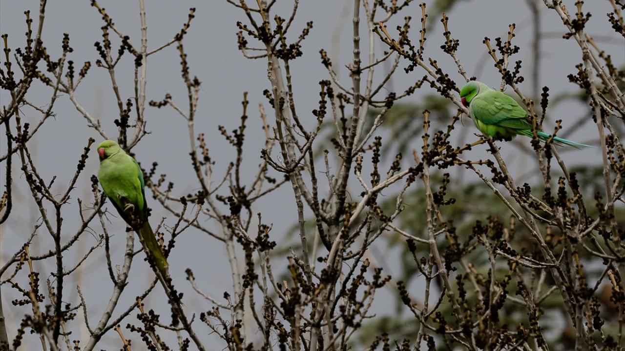 Ankara Cebeci Asri Mezarlığı’nın neredeyse tamamına yakın bir kısmında görülen yeşil papağanlar bu bölgeye yerleşmiş durumda.