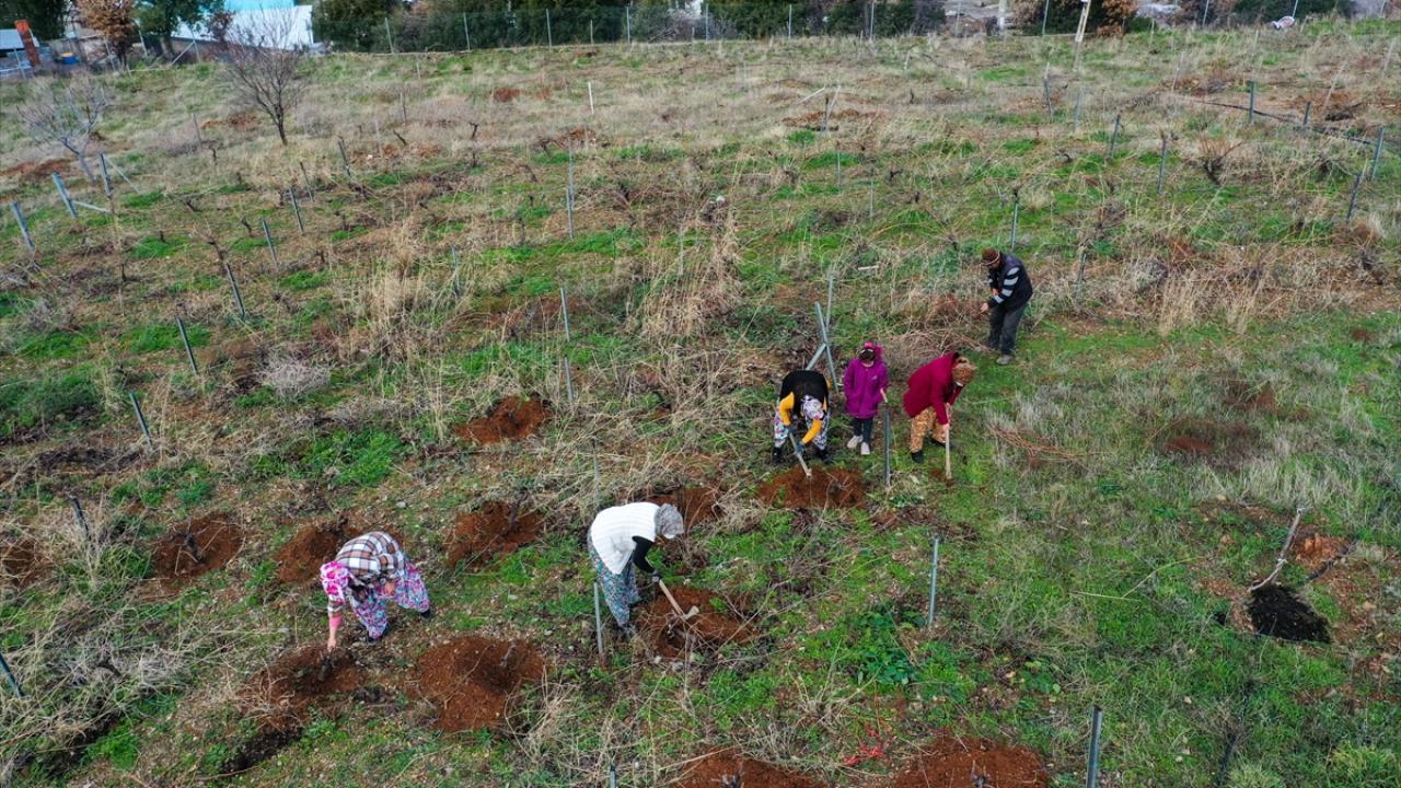 Kadınlar her gün ayrı bir bağda buluşarak imece usulü ile hem işlerini hızlıca yapıyor hem de birlikte keyifli vakit geçiriyor.