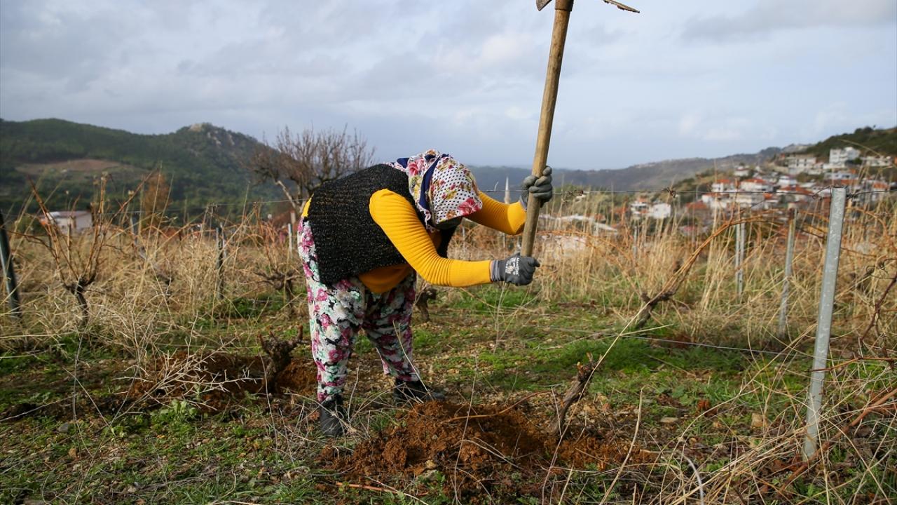 Budama işlemlerinin 2 ay sürdüğünü söyleyen üretici kadınlar, işleri zor olmasına rağmen birlikte çalıştıkları için güzel vakit geçirdiklerini dile getirdi.